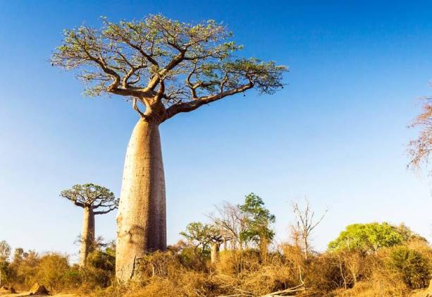 baobab_tree