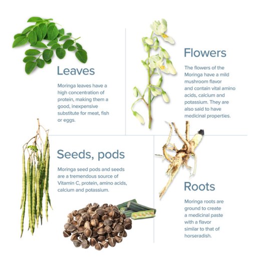 moringa-leaves