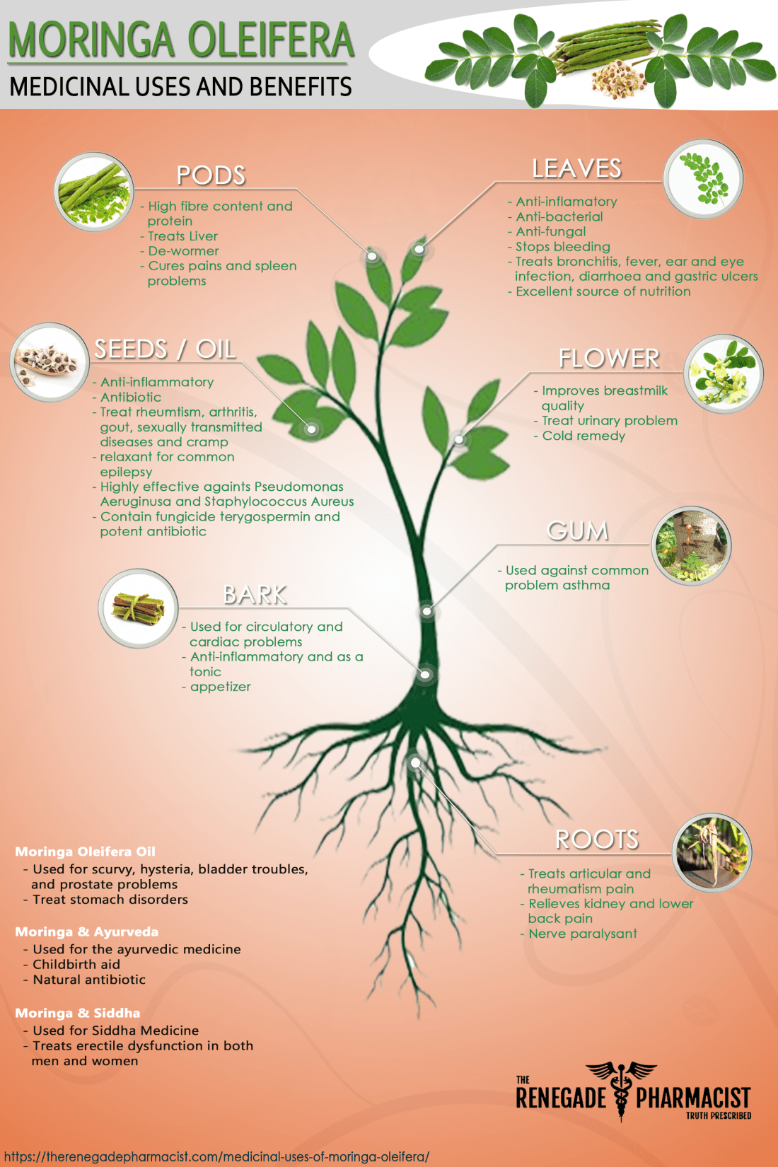 moringa-oleifera-infographic-with-link
